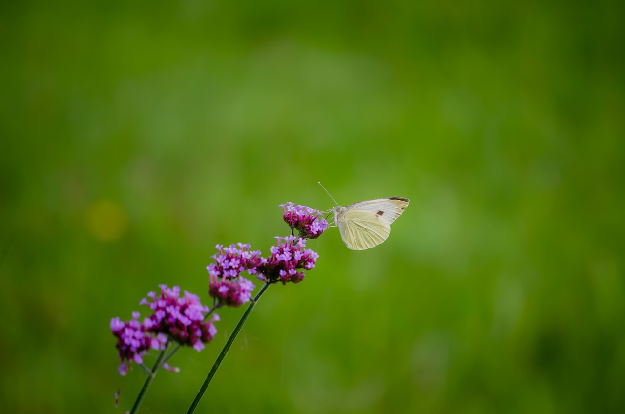 Growing a Butterfly Garden: Plant Choices and Tips